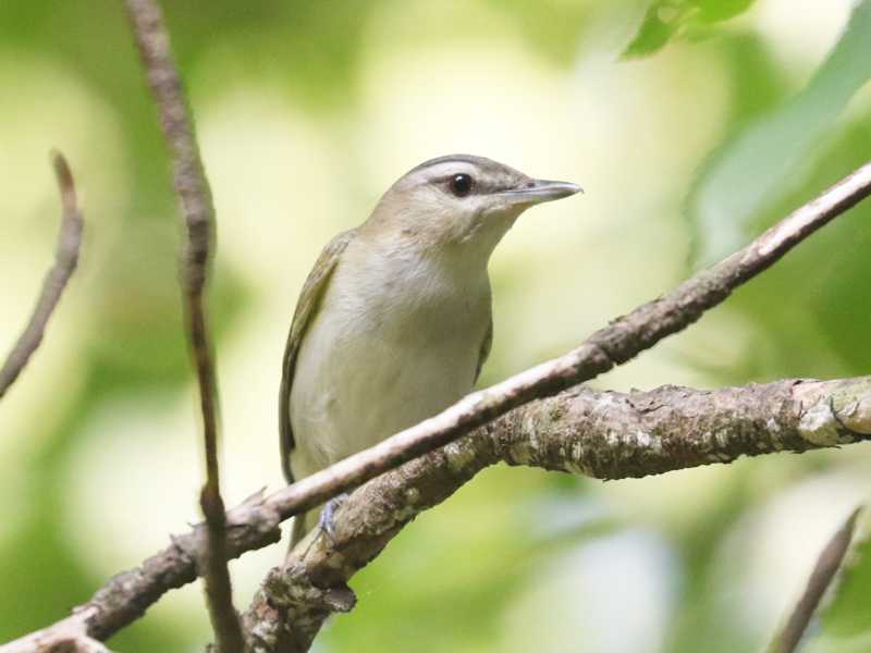 Mystery bird to be identified