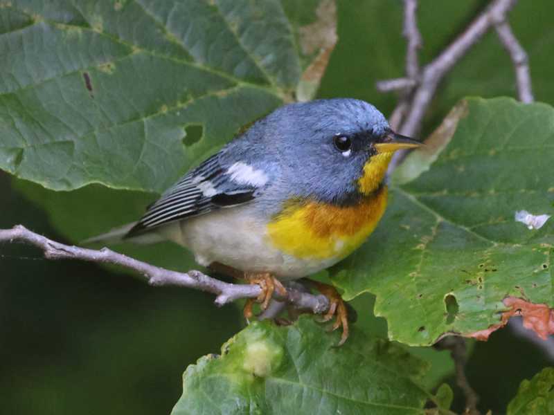Mystery bird to be identified
