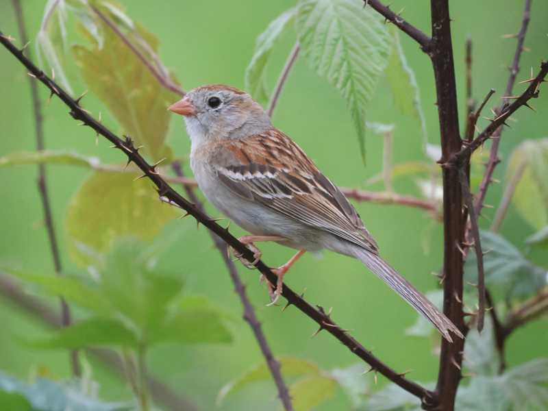 Mystery bird to be identified