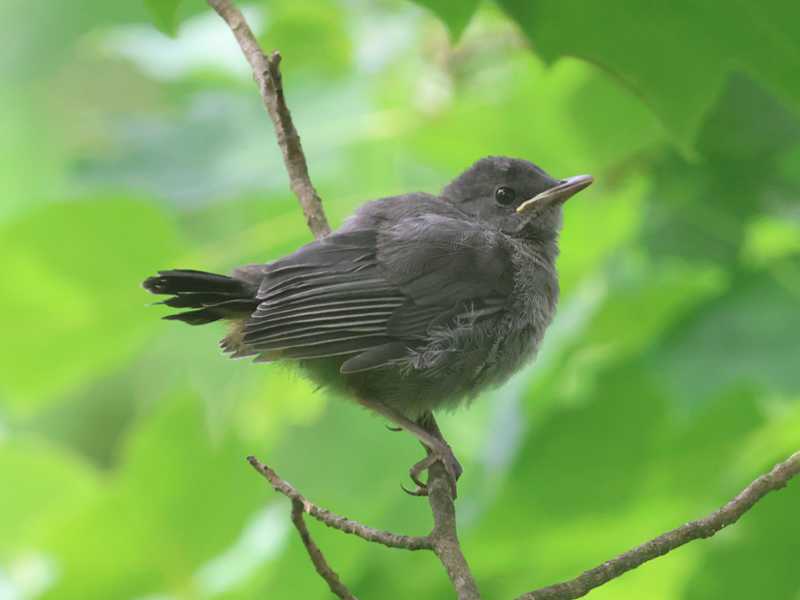 Mystery bird to be identified