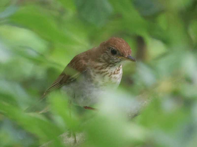 Mystery bird to be identified