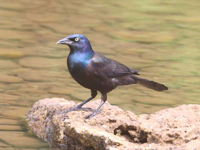Mystery bird to be identified