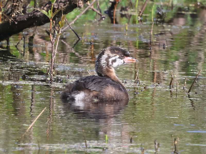 Mystery bird to be identified