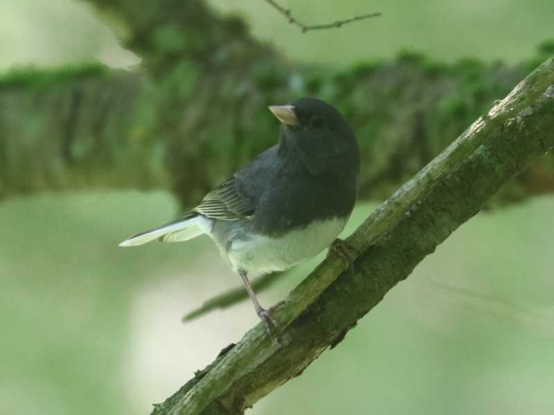 Mystery bird to be identified