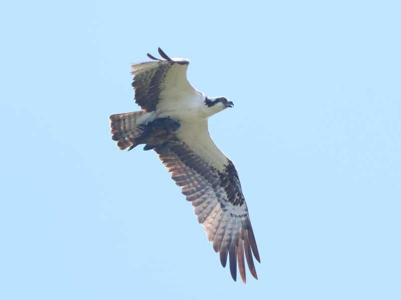 Mystery bird to be identified