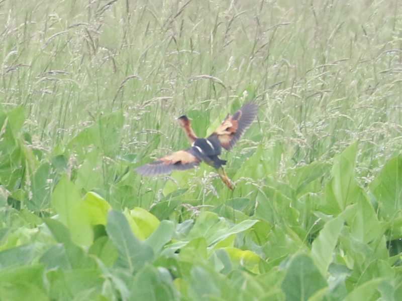 Mystery bird to be identified