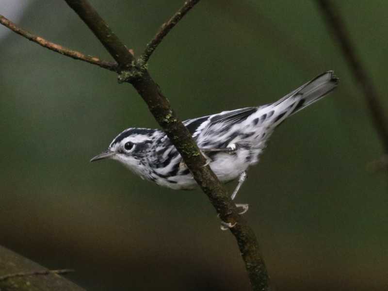 Mystery bird to be identified