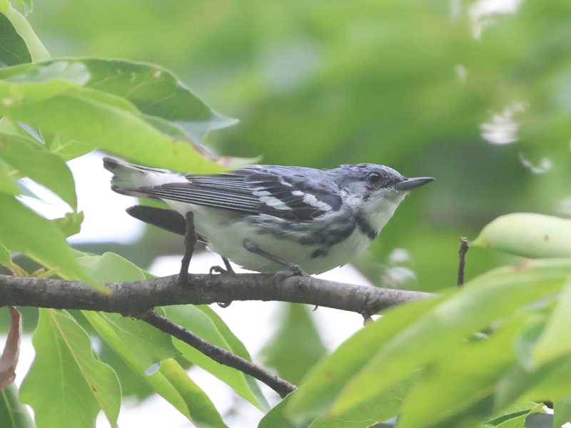Mystery bird to be identified