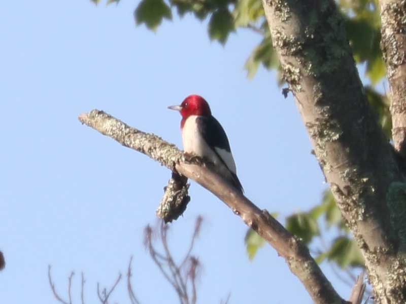 Mystery bird to be identified