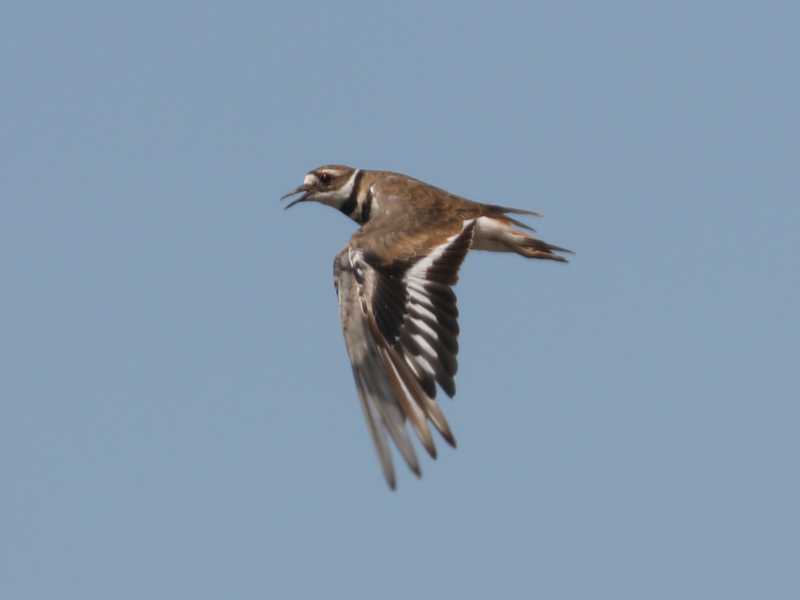 Mystery bird to be identified