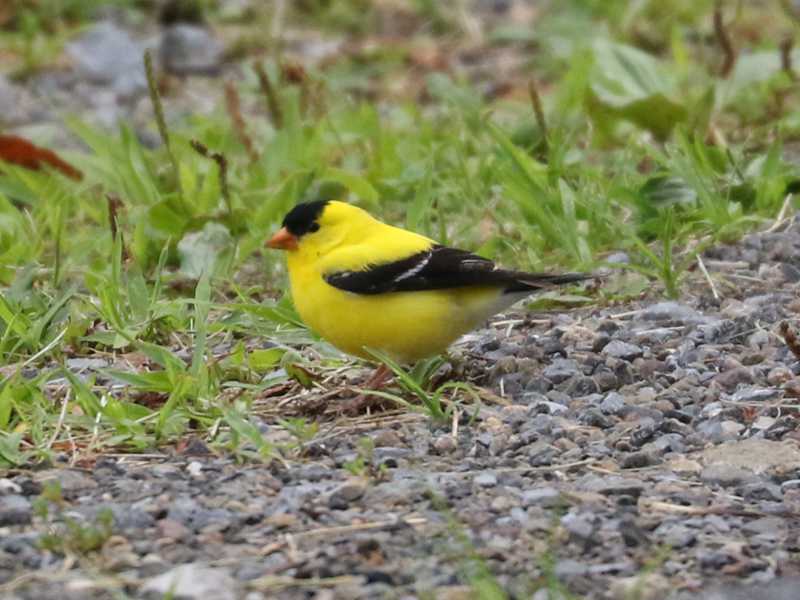 Mystery bird to be identified