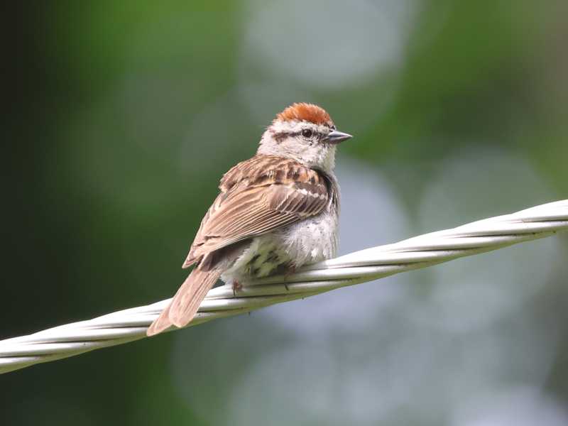 Mystery bird to be identified