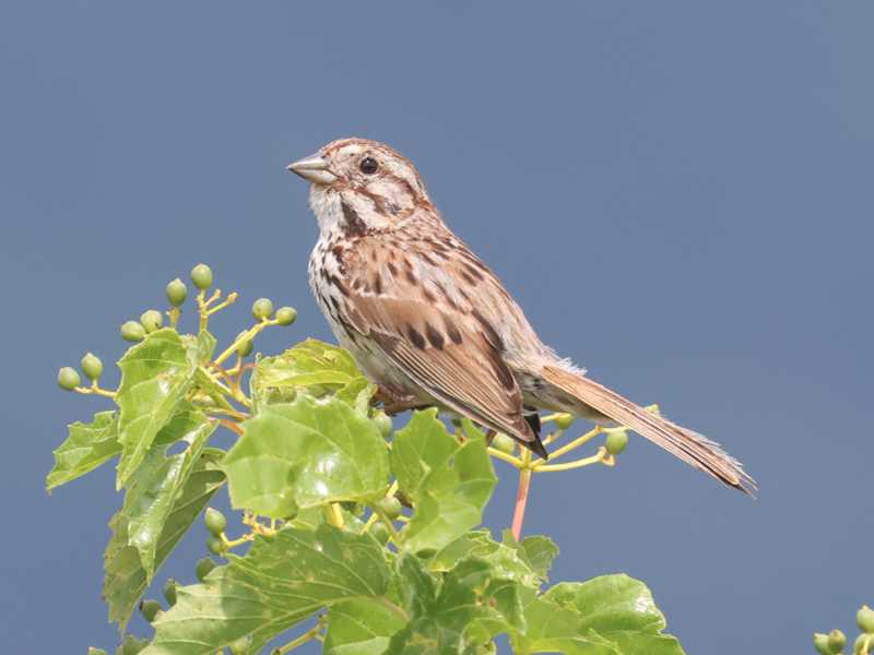 Mystery bird to be identified