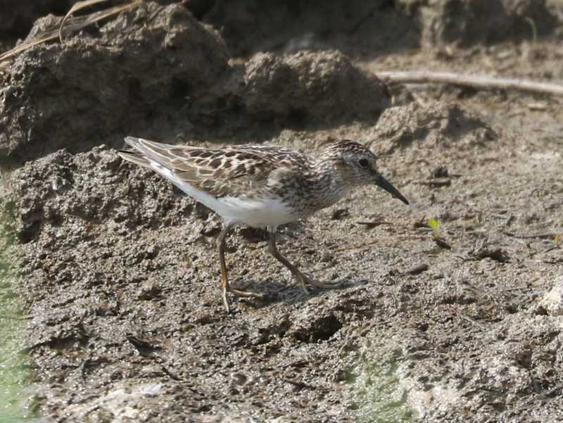 Mystery bird to be identified