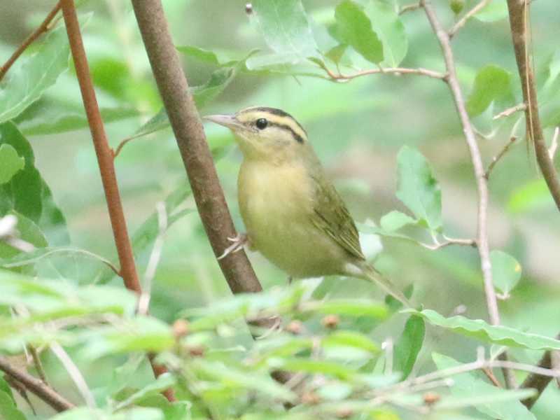 Mystery bird to be identified