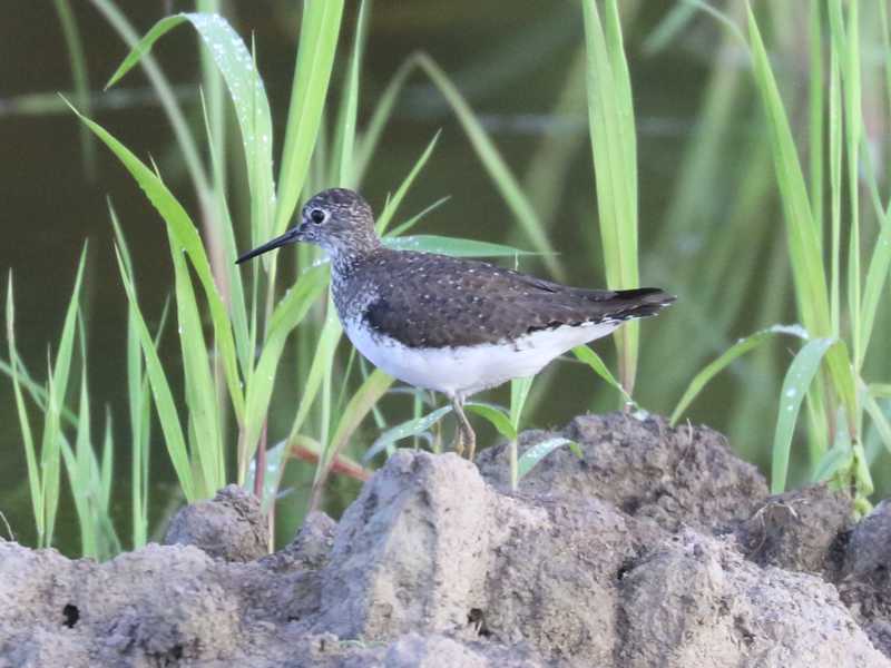 Mystery bird to be identified