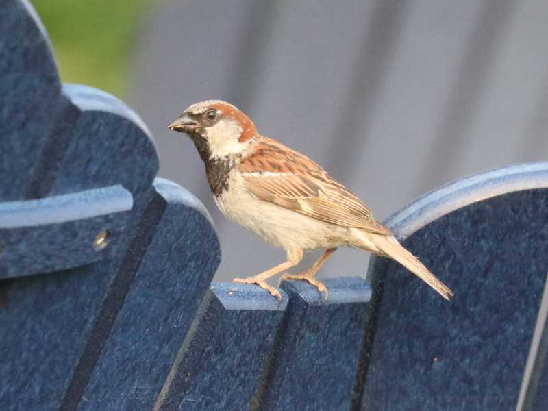Mystery bird to be identified