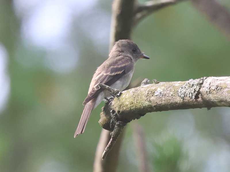 Mystery bird to be identified
