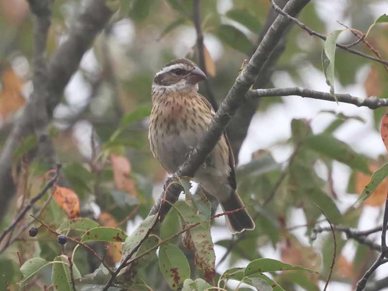 Mystery bird to be identified