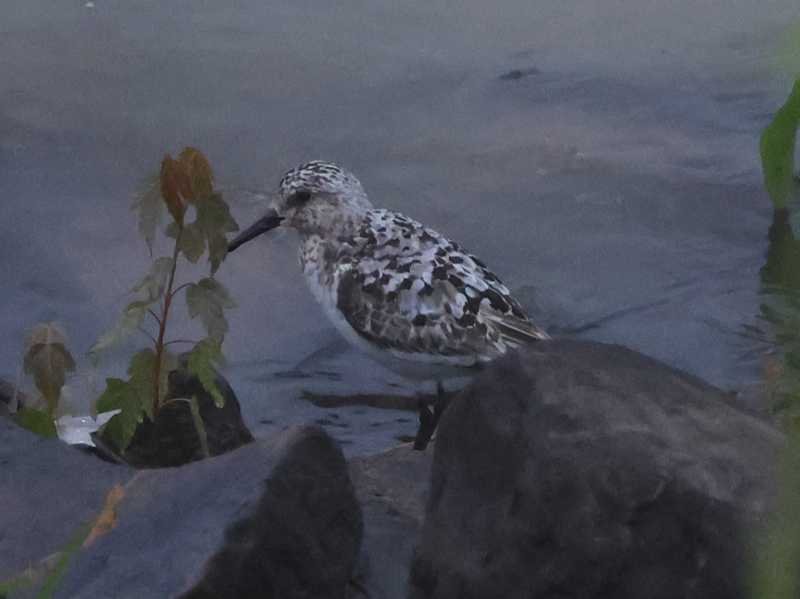 Mystery bird to be identified