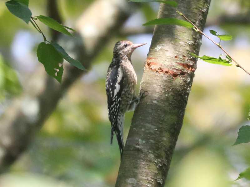 Mystery bird to be identified