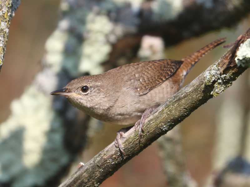 Mystery bird to be identified