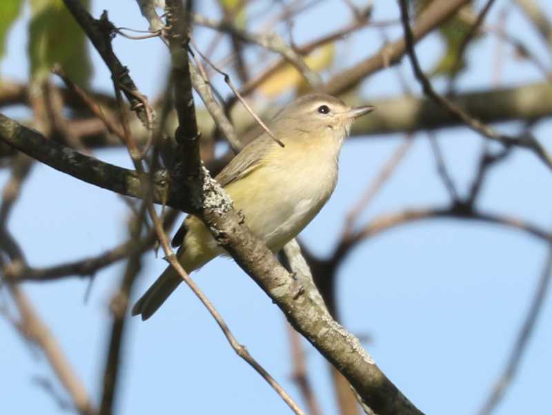 Mystery bird to be identified