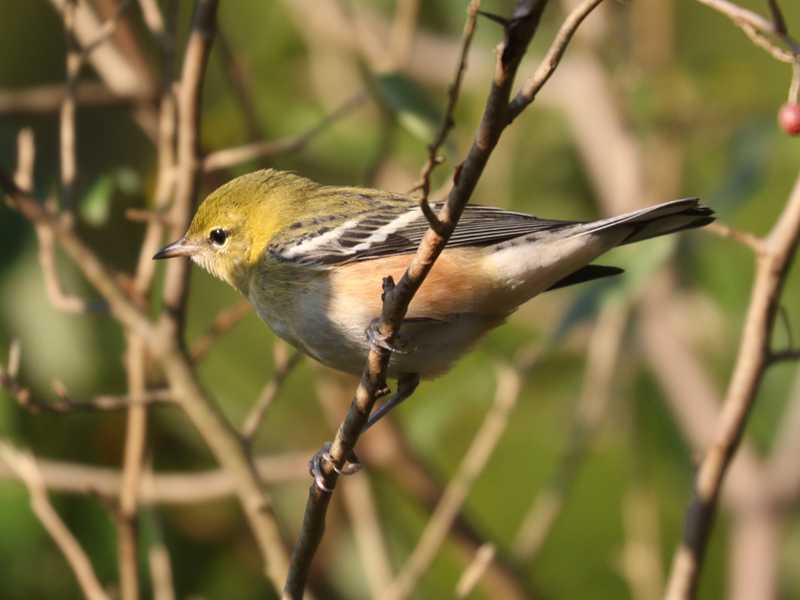 Mystery bird to be identified