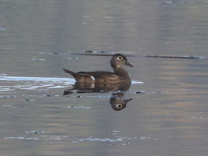 Mystery bird to be identified
