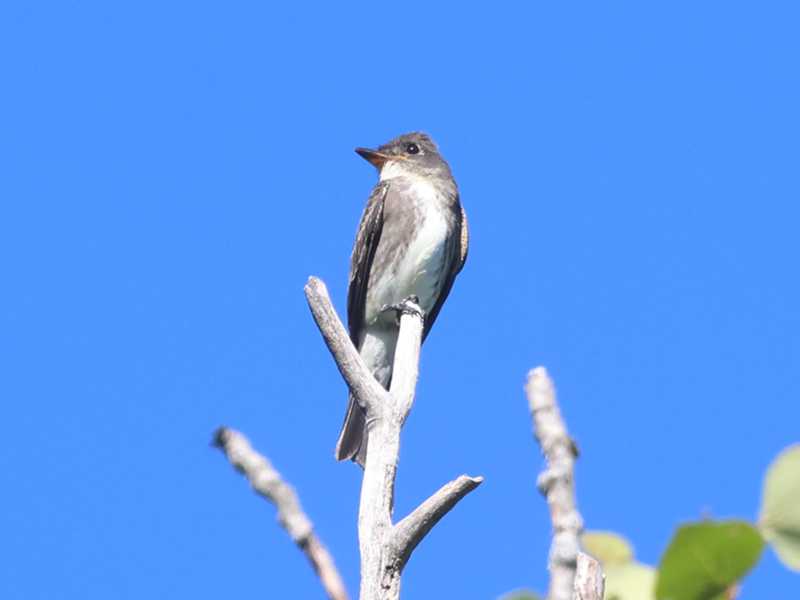 Mystery bird to be identified