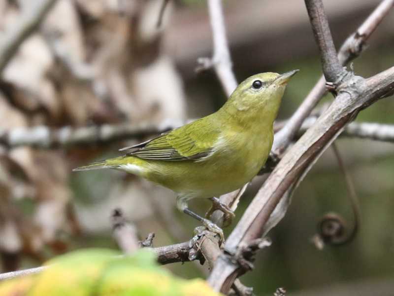 Mystery bird to be identified