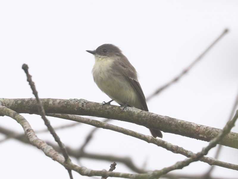 Mystery bird to be identified