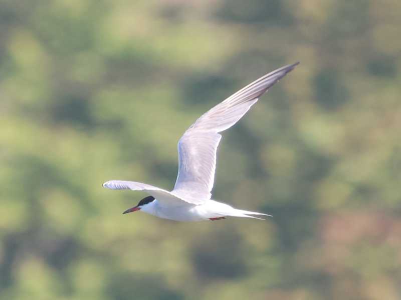 Mystery bird to be identified