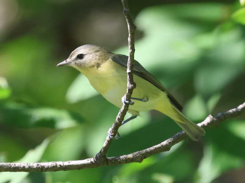 Mystery bird to be identified