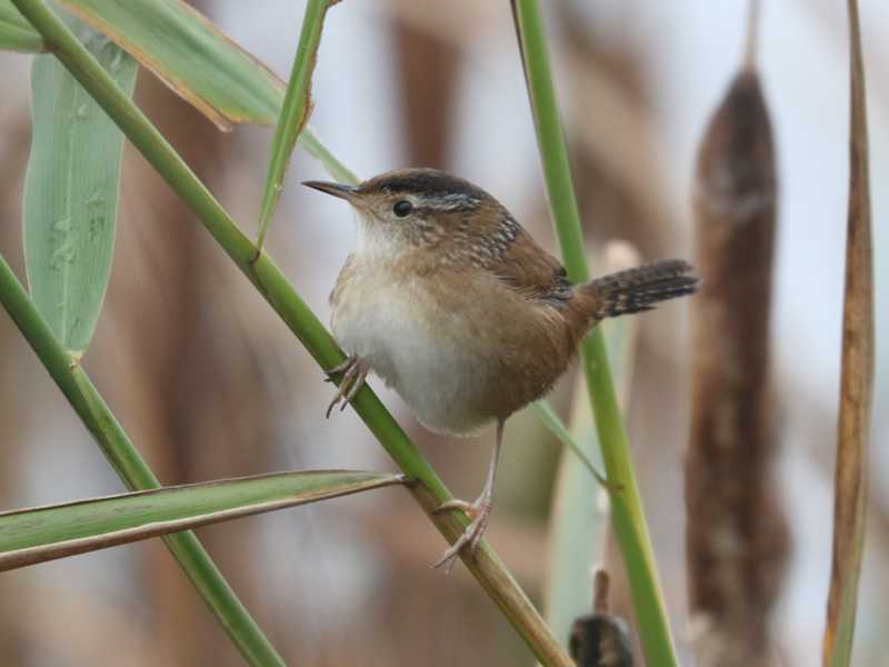 Mystery bird to be identified