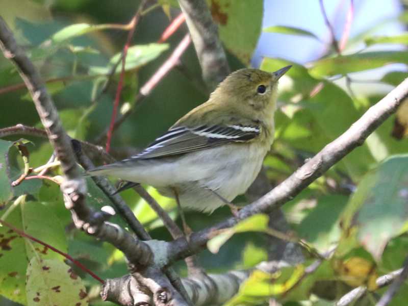 Mystery bird to be identified