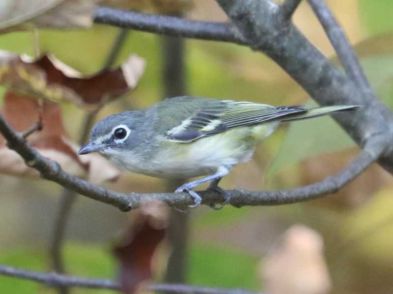 Mystery bird to be identified