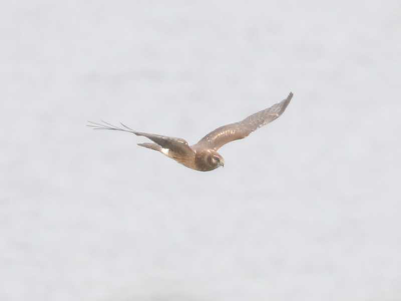 Mystery bird to be identified