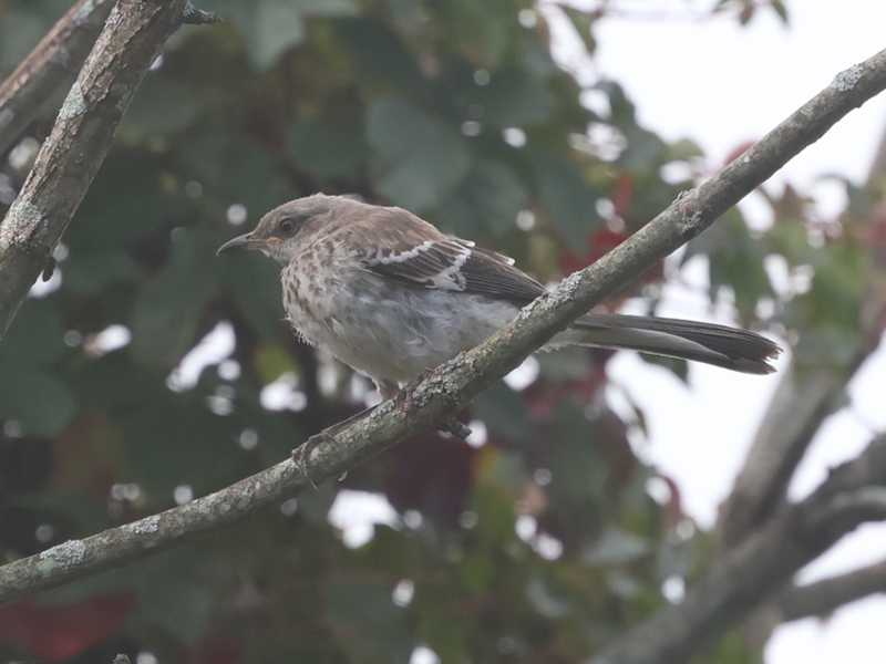 Mystery bird to be identified