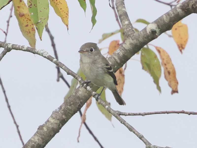 Mystery bird to be identified