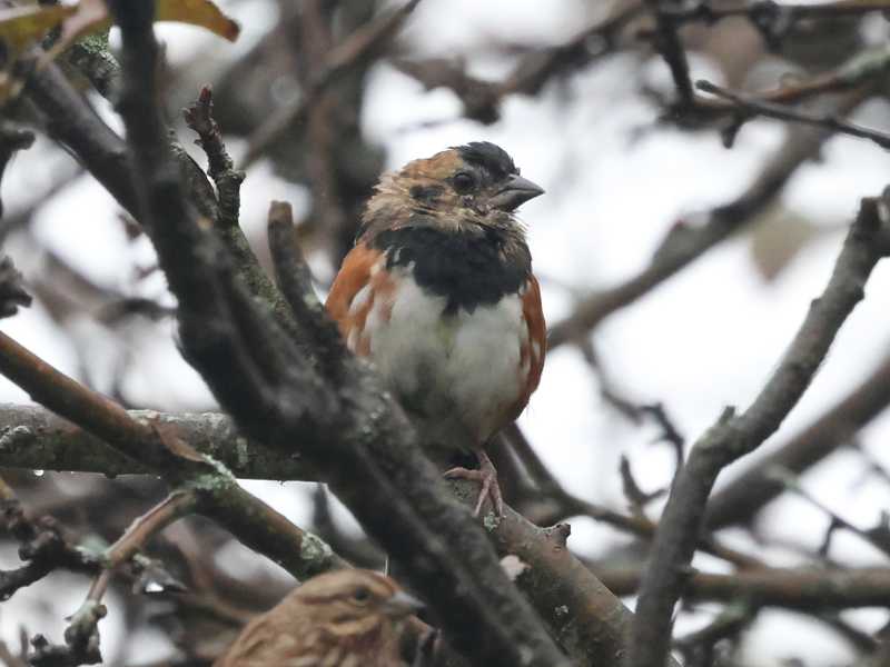 Mystery bird to be identified