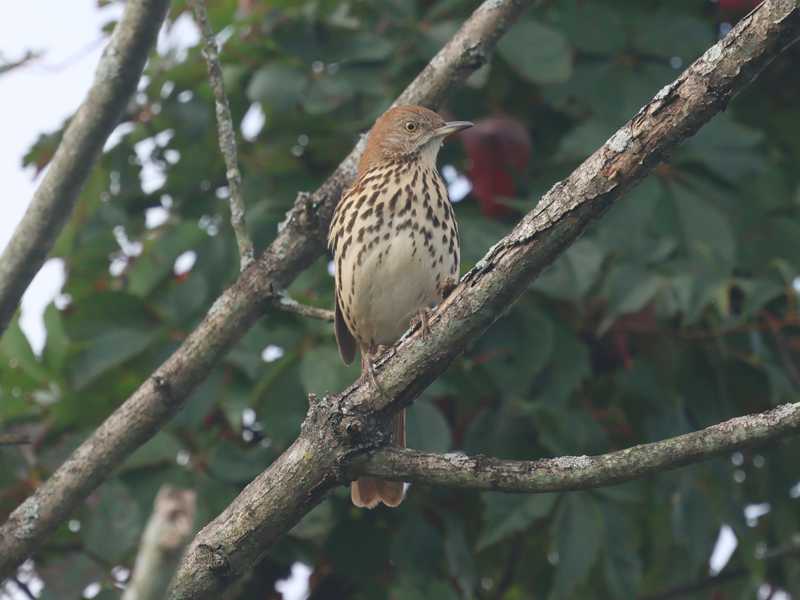 Mystery bird to be identified