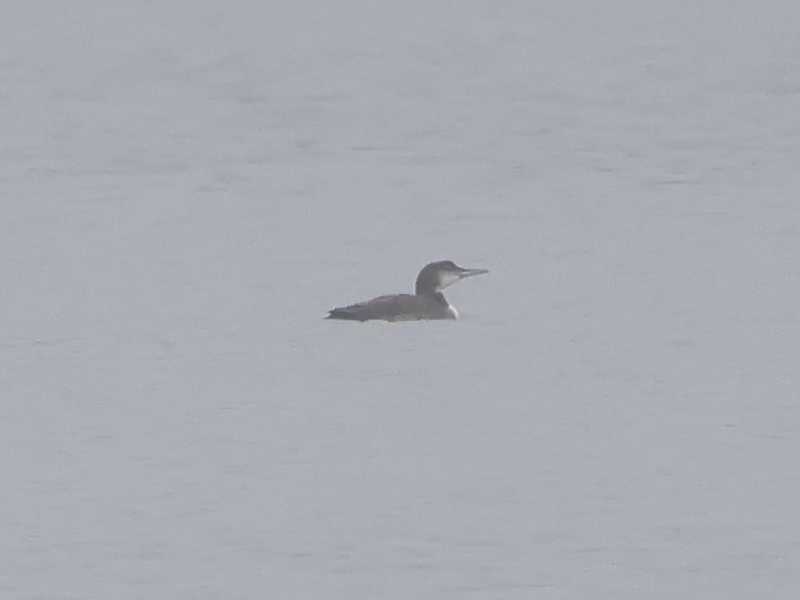 Mystery bird to be identified