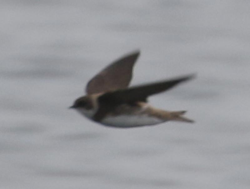 Bird to be identified