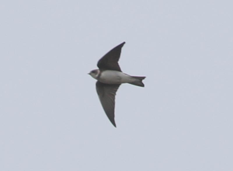 Bird to be identified