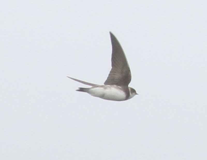 Bird to be identified