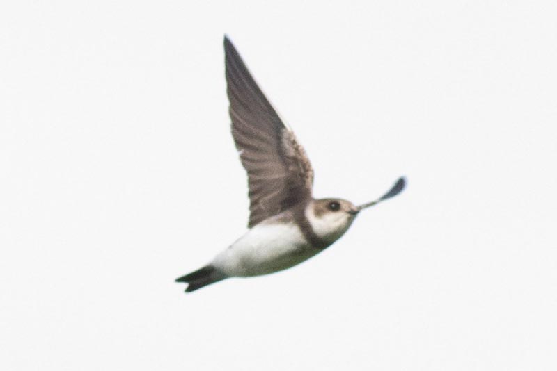 Bird to be identified