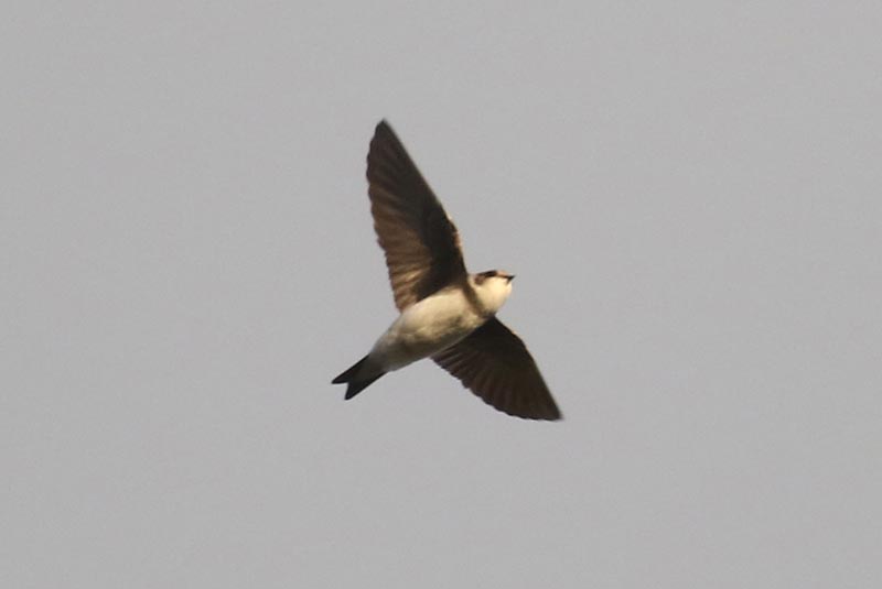 Bird to be identified