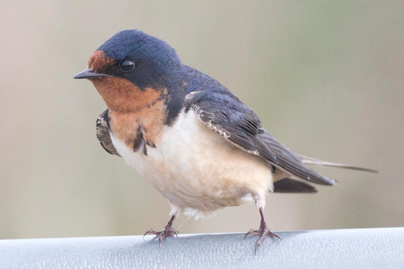 Bird to be identified