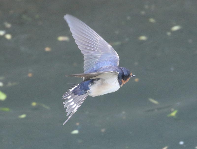 Bird to be identified